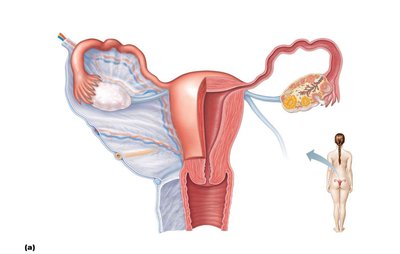 Posterior view of uterus and supporting ligaments
