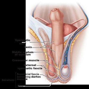Anatomy of the scrotum and associated muscles