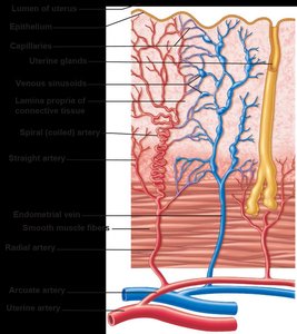 Diagram of uterine vascular supply