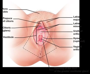 External female genitalia (vulva)