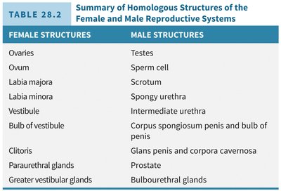 Anatomy of the mammary gland
