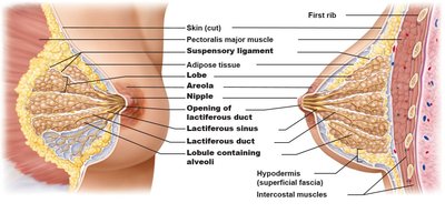Section of breast showing glandular and ductal structures