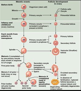 Diagram of oogenesis and follicle development