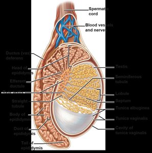 Section through testis showing seminiferous tubules, epididymis, and associated structures