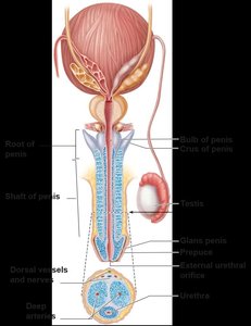 Anatomy of the penis, sagittal section