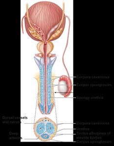 Cross-section of penis showing erectile tissues