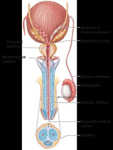 Diagram of male duct system including epididymis, ductus deferens, and urethra