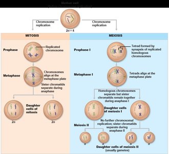 Comparison of mitosis and meiosis