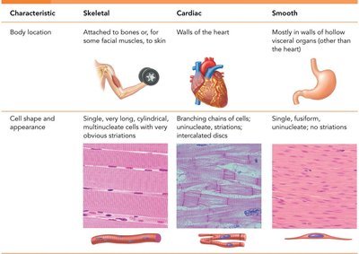 Comparison of skeletal, cardiac, and smooth muscle tissue