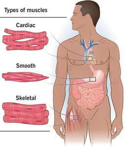 Body diagram showing locations of skeletal, cardiac, and smooth muscle