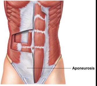 Aponeurosis in the abdominal wall