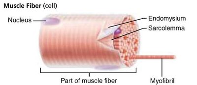 Muscle fiber structure with labeled parts