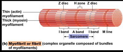 Myofibril structure with sarcomere and bands