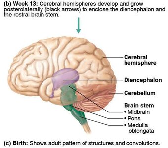 Cerebral hemisphere development and adult brain pattern
