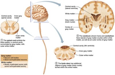 Gray and white matter organization in CNS