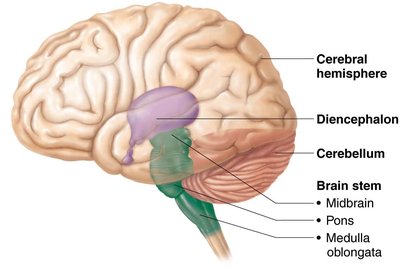 Brain ventricles and cerebrospinal fluid