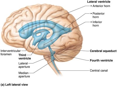Ventricles and CSF circulation