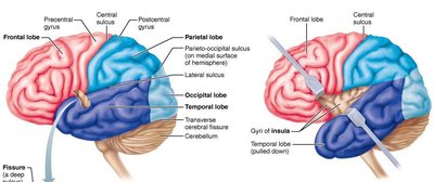 Cerebral hemisphere regions