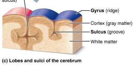 CSF circulation and absorption