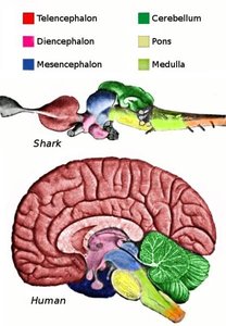 Comparative anatomy of shark and human brain regions