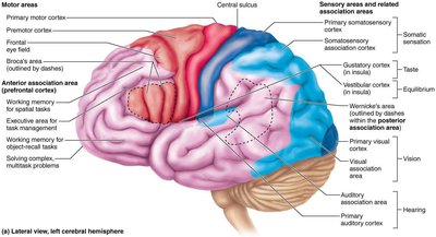 Motor map in precentral gyrus (motor homunculus)