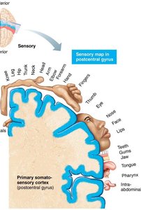 Sensory map in postcentral gyrus (somatosensory homunculus)