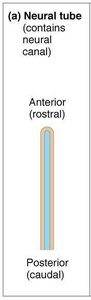 Neural tube structure