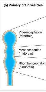 Primary brain vesicles
