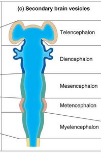 Secondary brain vesicles