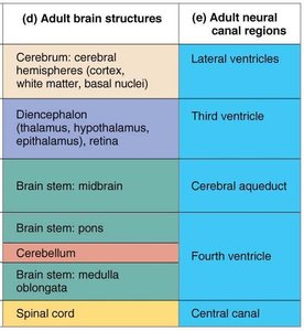 Adult brain structures and neural canal regions table