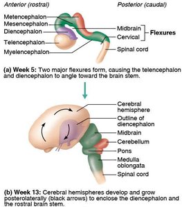 Brain development flexures and cerebral hemisphere growth