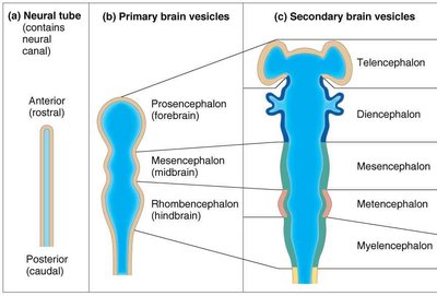 Developmental stages of brain: neural tube, primary and secondary vesicles
