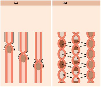 Peristalsis and segmentation diagram