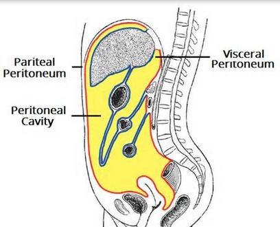 Peritoneum and peritoneal cavity diagram