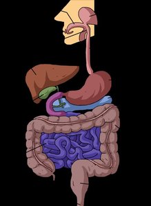 Diagram of the digestive system