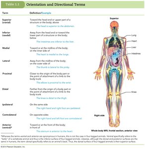 Table of orientation and directional terms