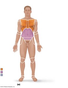 Regional terms of the body