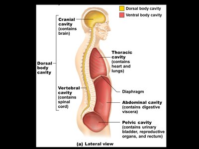 Diagram of ventral body cavity subdivisions
