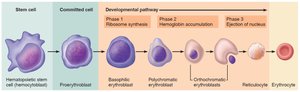 Stages of erythropoiesis