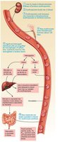 Life cycle of red blood cells