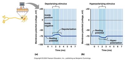 Depolarization and hyperpolarization
