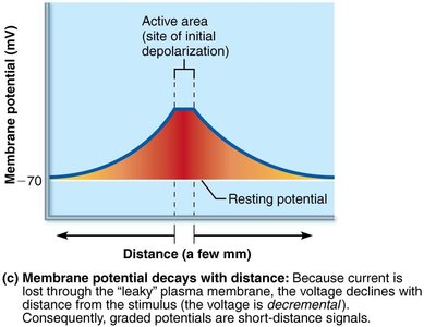 Current flow and decay in graded potentials