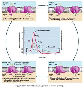 Action potential propagation