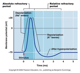 Refractory periods in action potential