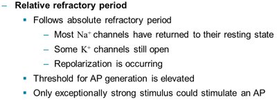 Action potential phases and refractory periods