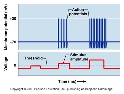 Stimulus intensity and action potential frequency