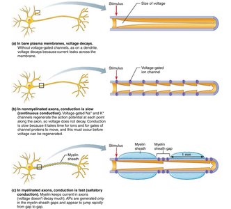 Nodes of Ranvier and saltatory conduction