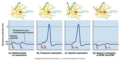 Excitatory synapse and EPSP