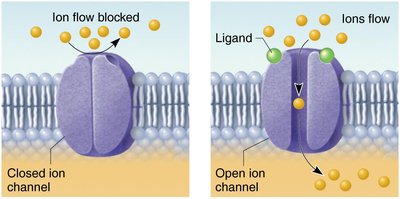 Channel-linked receptor mechanism