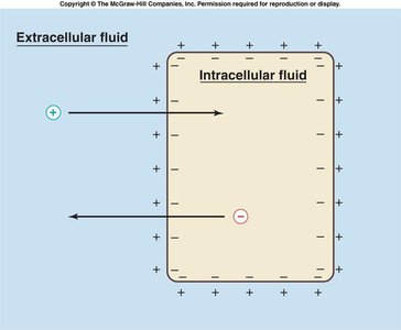 Membrane potential: charge separation across membrane